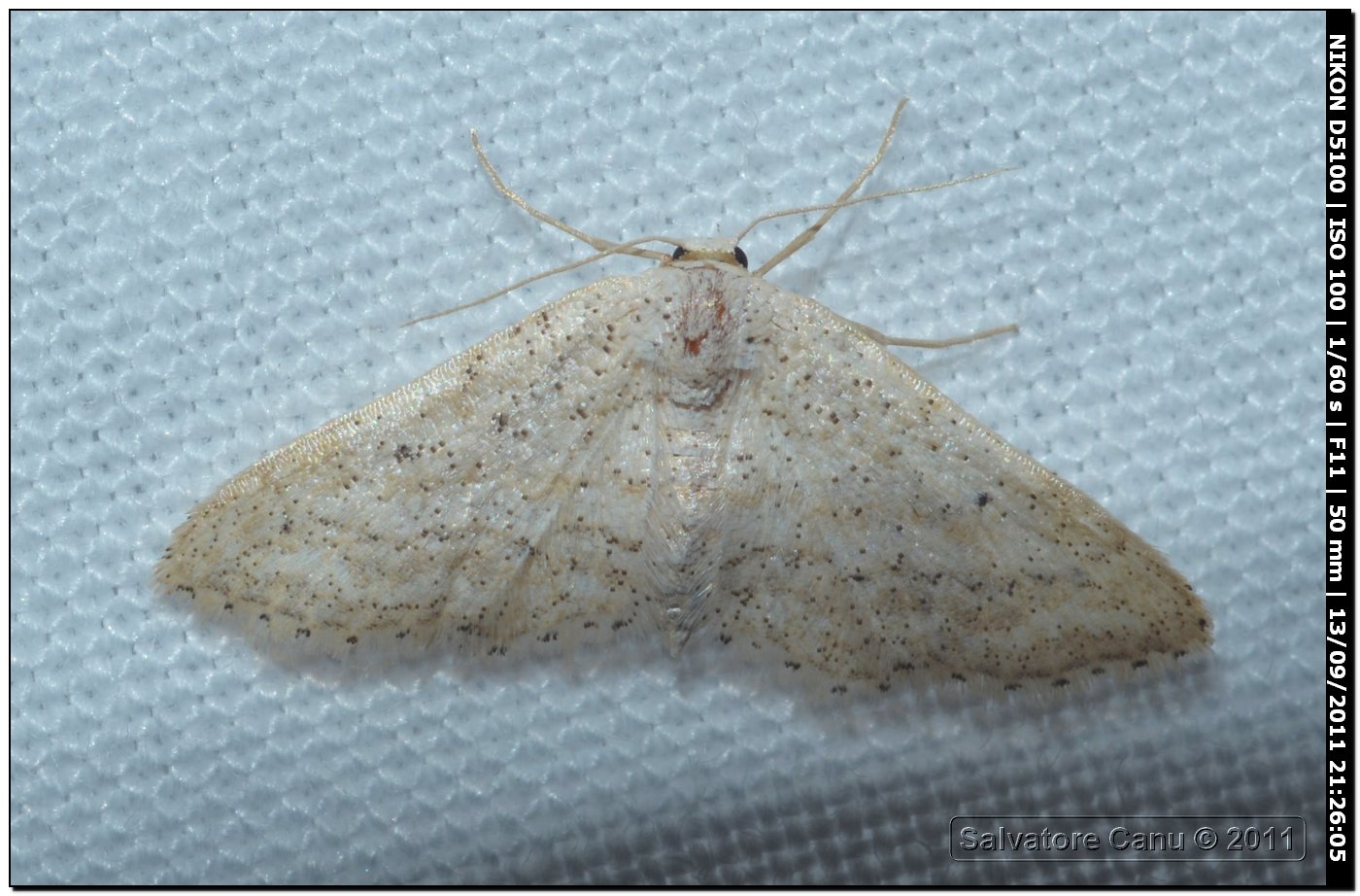 Geometridae da id.