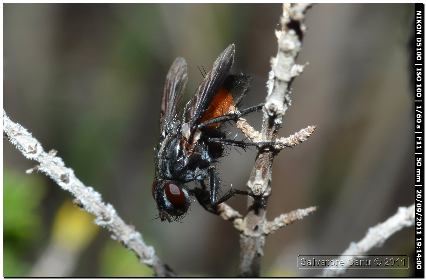 Tachinidae da id.