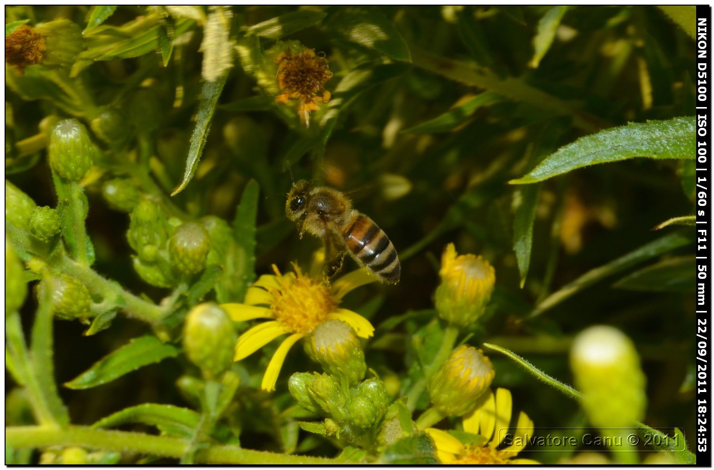 Apis mellifera operaia (Apidae)