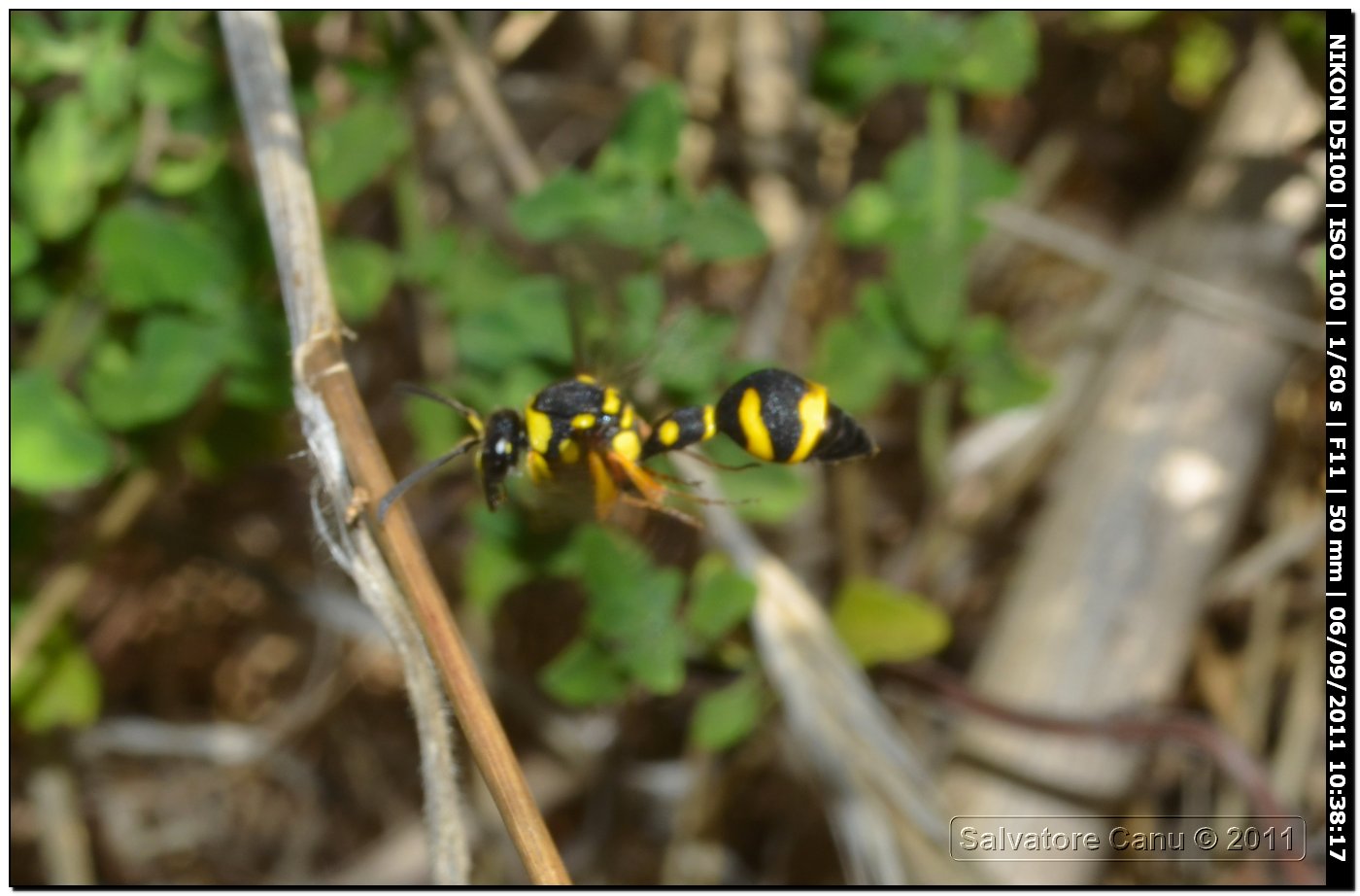 Eumenes sardous, Vespidae Eumeninae