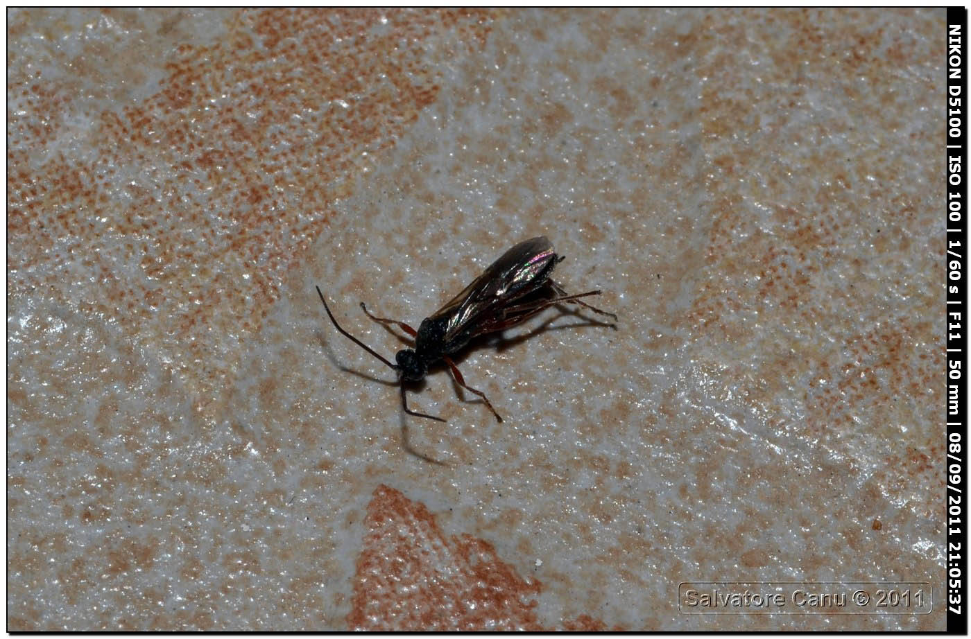 Braconidae