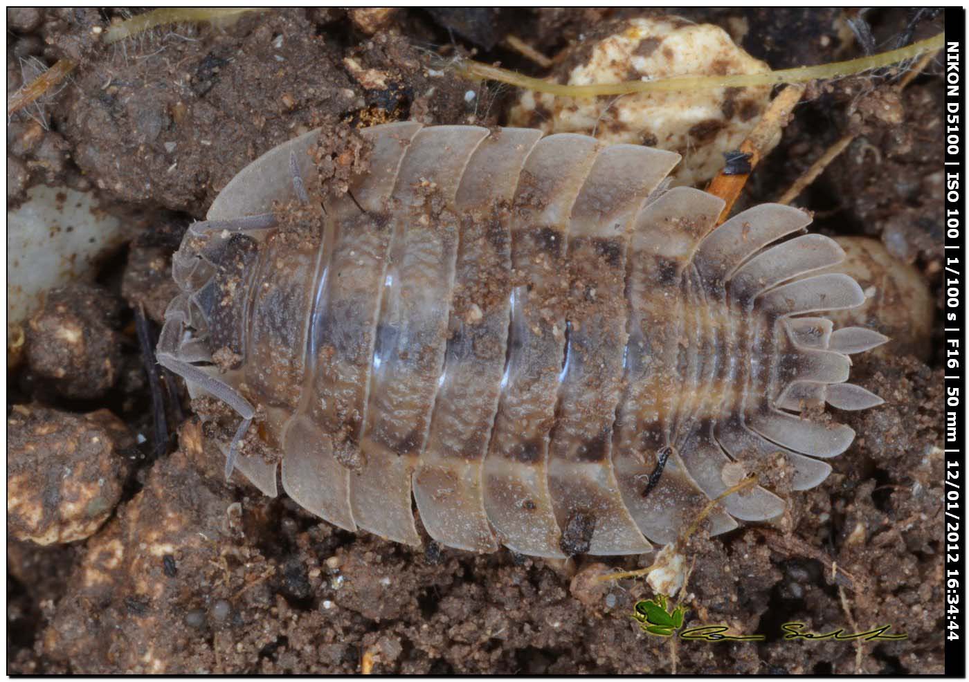 Porcellio dilatatus