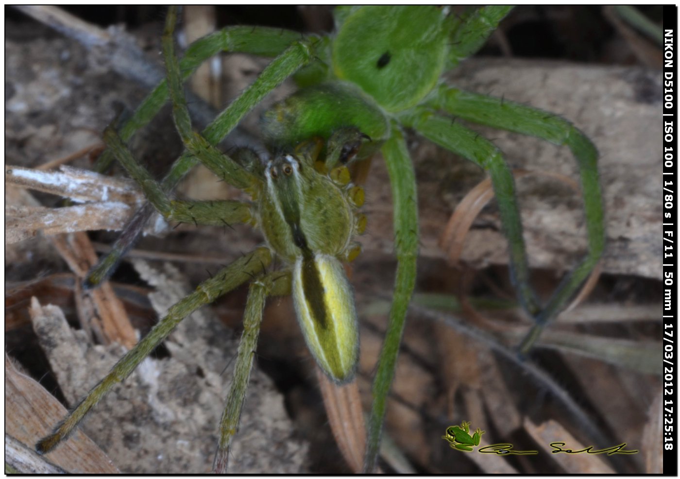 Micrommata ligurina ♂♀, da Usini