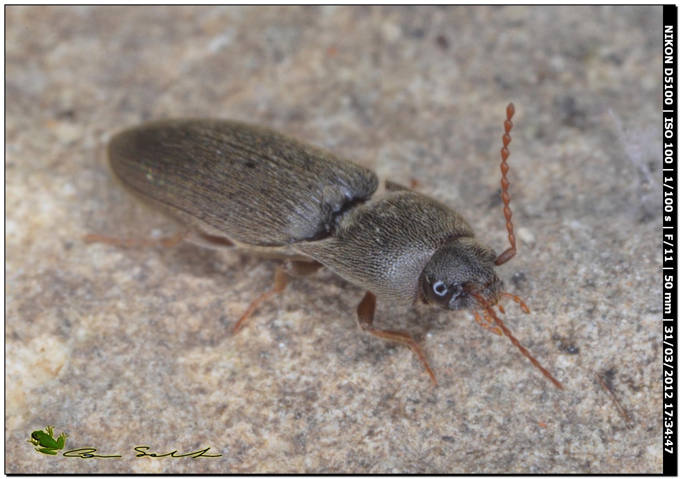 Elateridae da id.