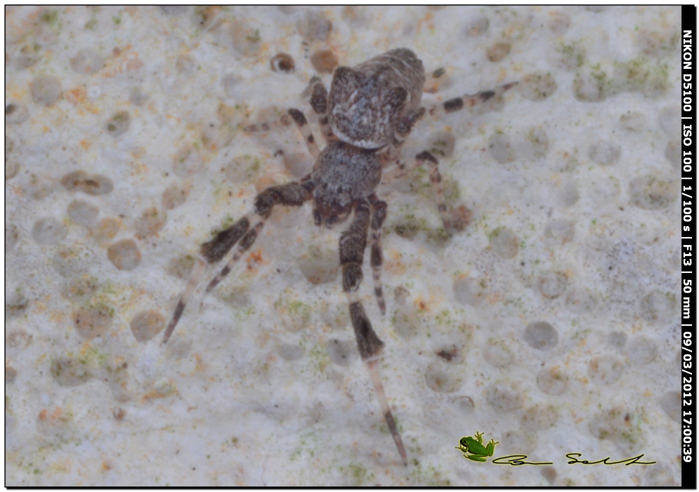 Uloborus plumipes