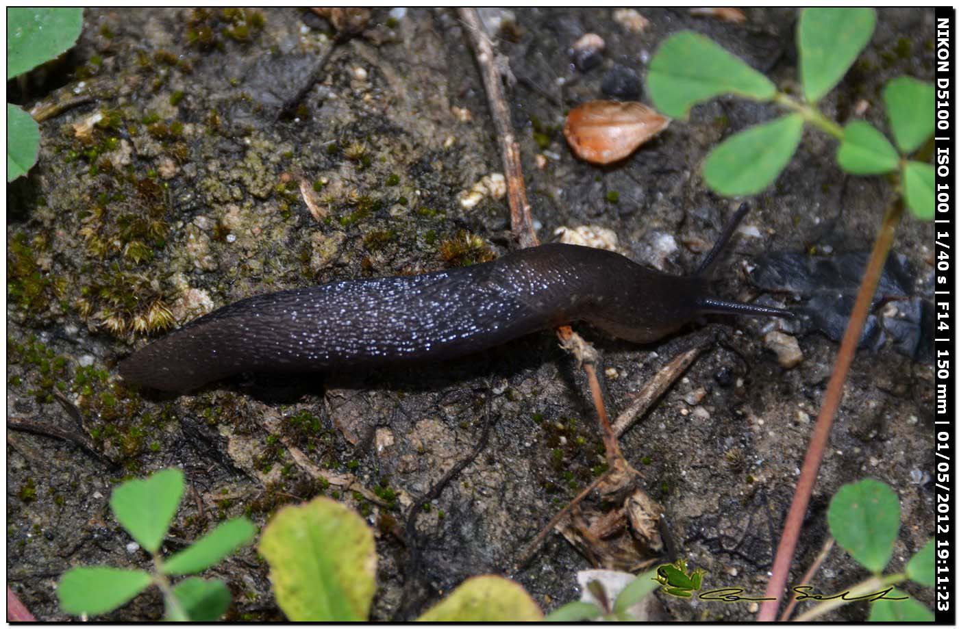 Limax giovane da Ittiri