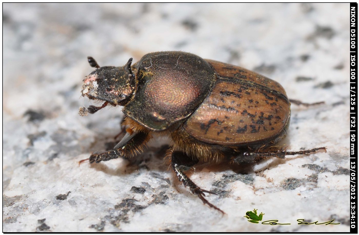 Onthophagus vacca