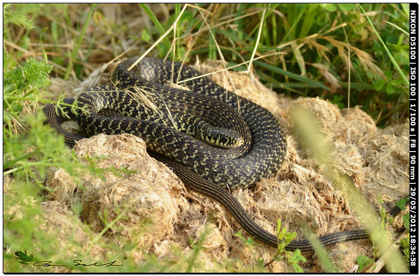 Hierophis viridiflavus