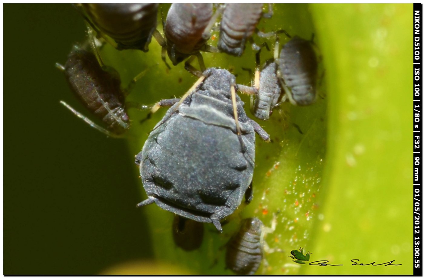 Afidi neri su Viburmun lucidum - Aphis sp.