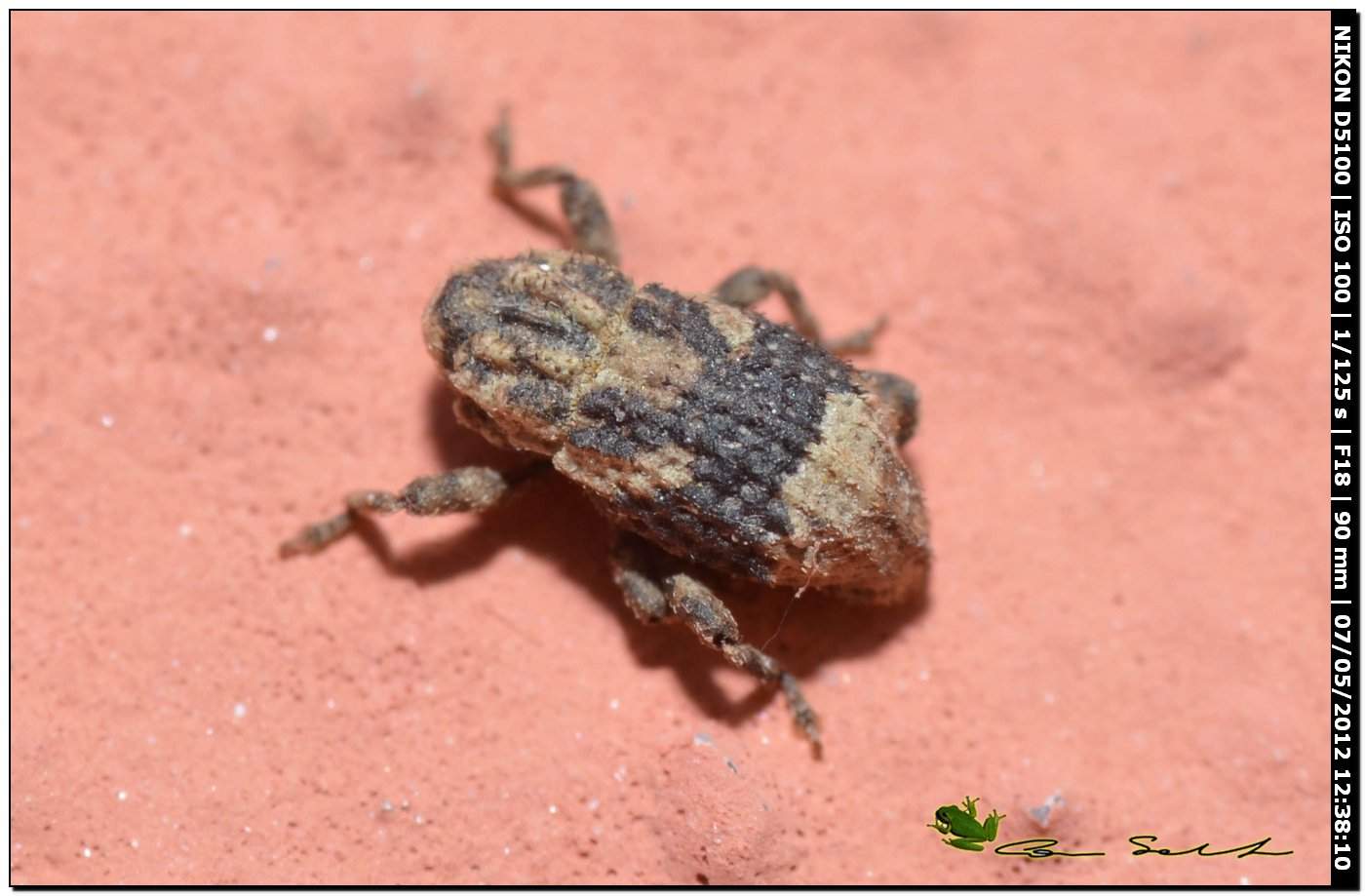 Mini Curculionidae: probabile Kyklioacalles sp.