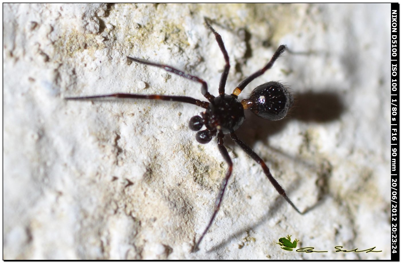 Ragno scambiato per formica - Euryopis episinoides