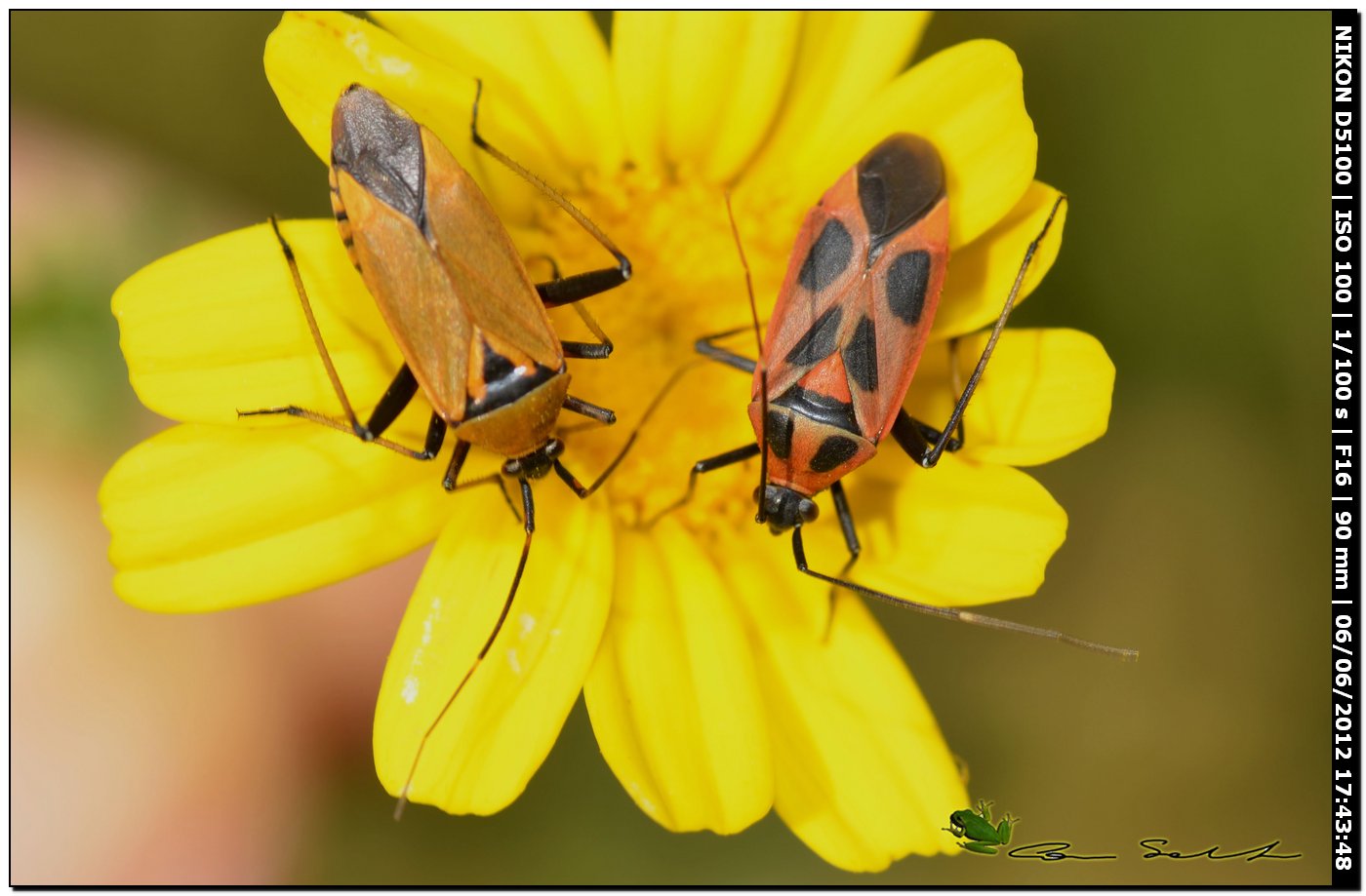 Calocoris nemoralis f.hispanica