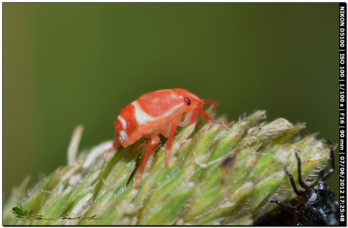 Ninfa di ...Carpocoris sp.