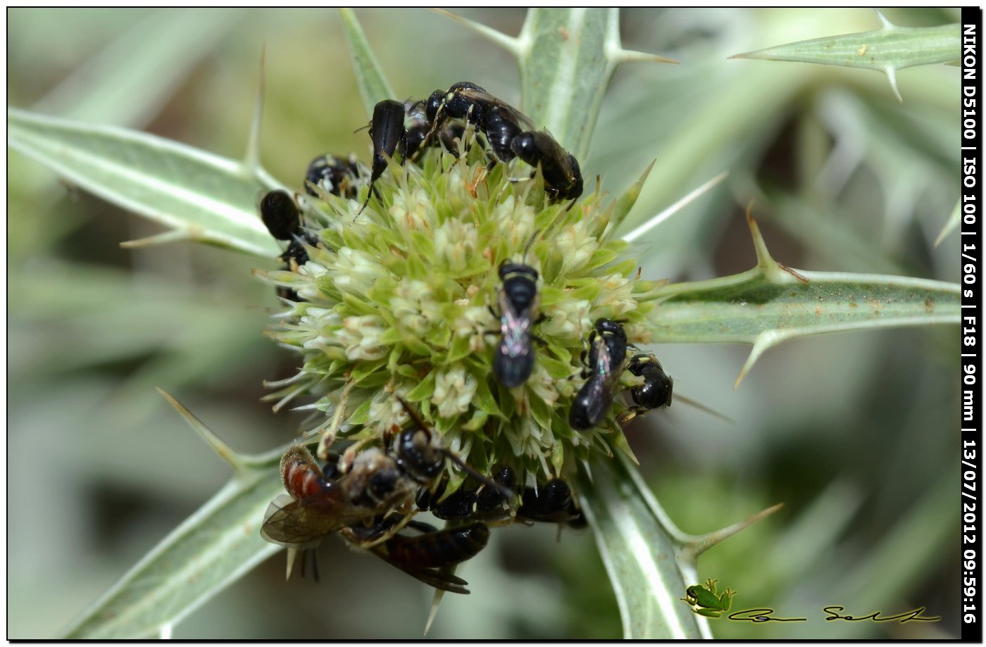 Mix (Hylaeus, Lasioglossum e coleotteri Mordellidae)