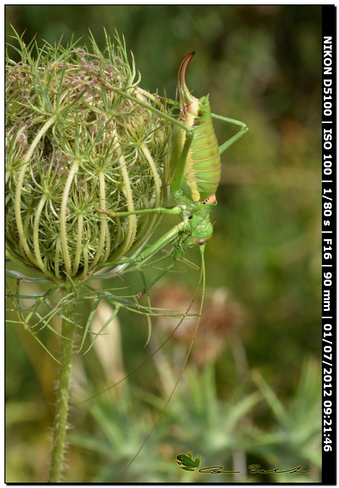 Uromenus (Bolivarius) brevicollis insularis ♂♀