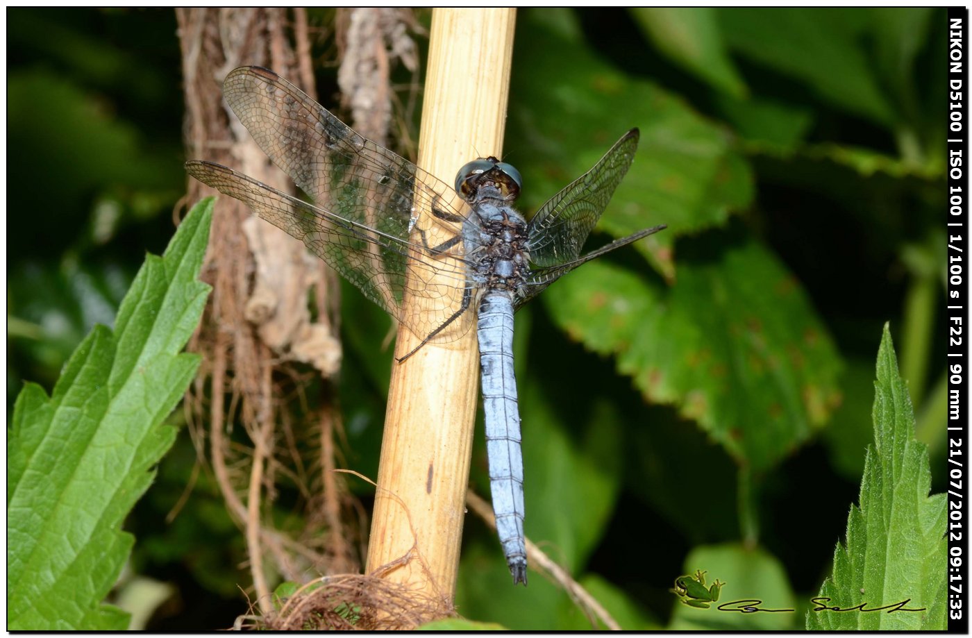 Orthetrum coerulescens anceps  ♂