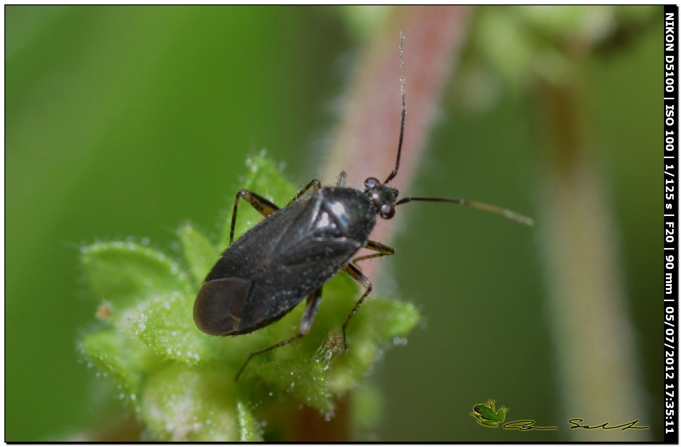 Miridae: Plagiognathus arbustorum della Sardegna