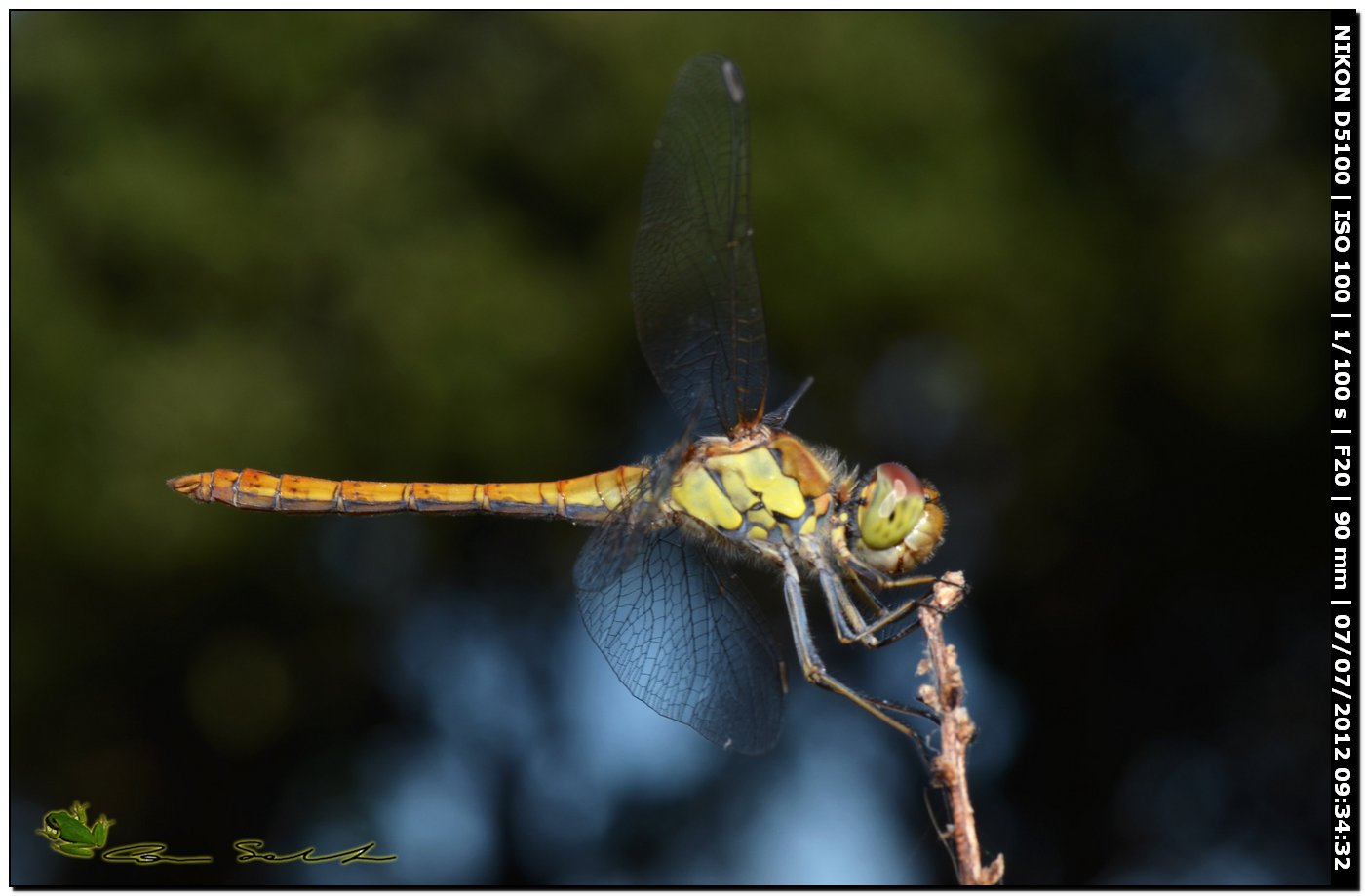 Sympetrum striolatum? o quale?