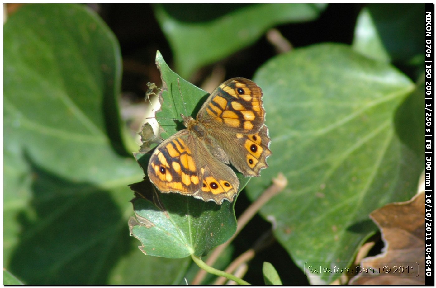 Lasiommata sp.?