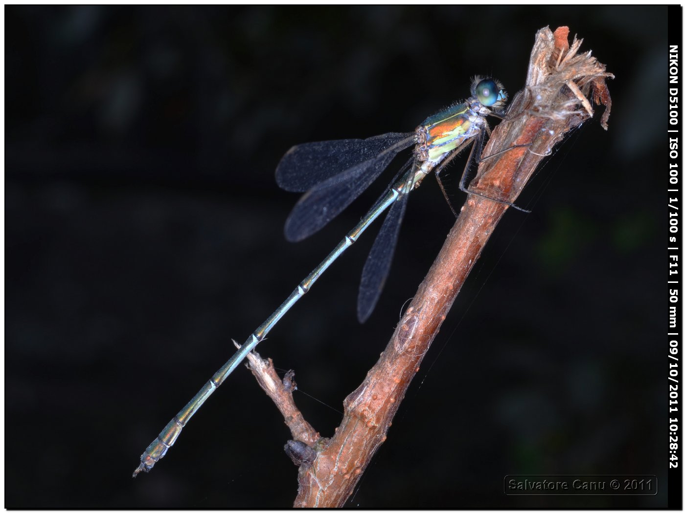 Lestes viridis?