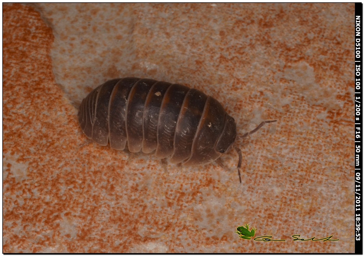 Armadillidium sp.