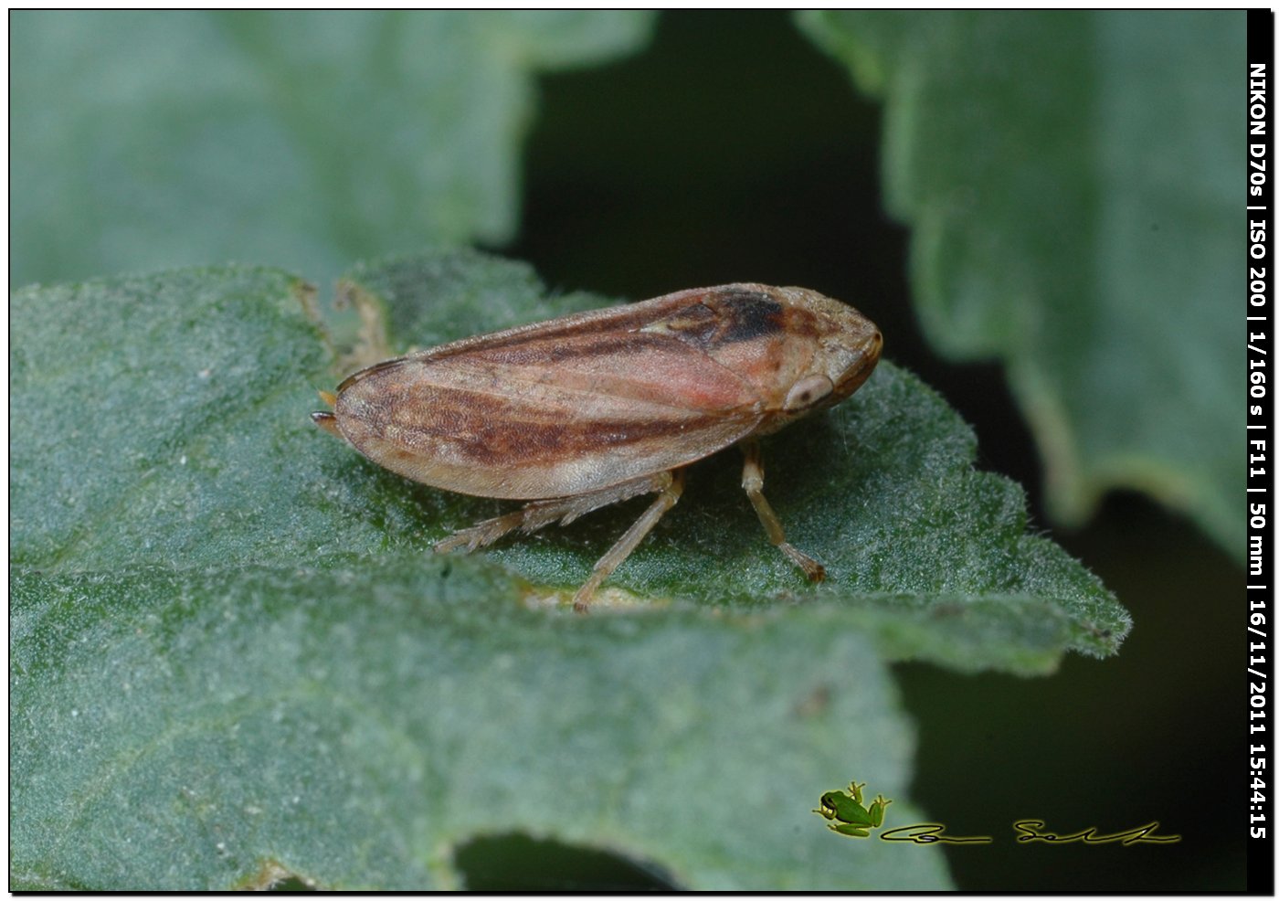 Philaenus spumarius f. trilineata.