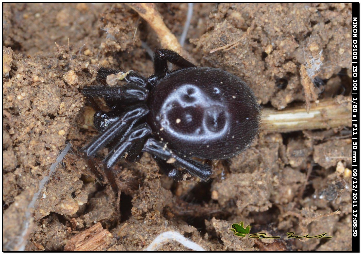 Theridiidae, Steatoda paykulliana