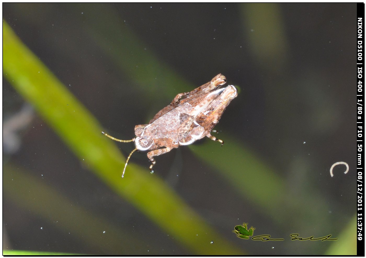 Tetrigidae sull''acqua