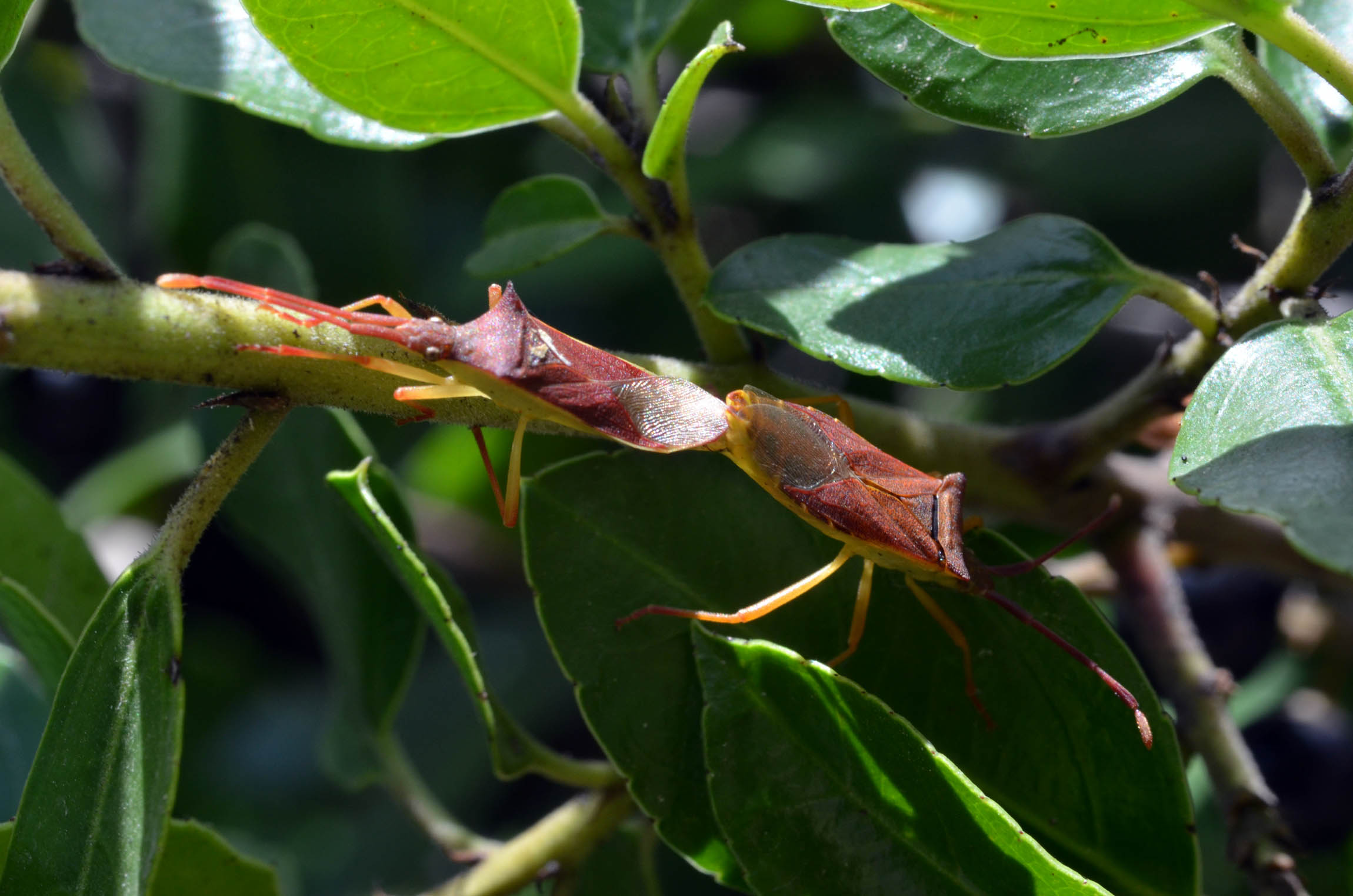 Coreidae, coppia di Gonocerus insidiator