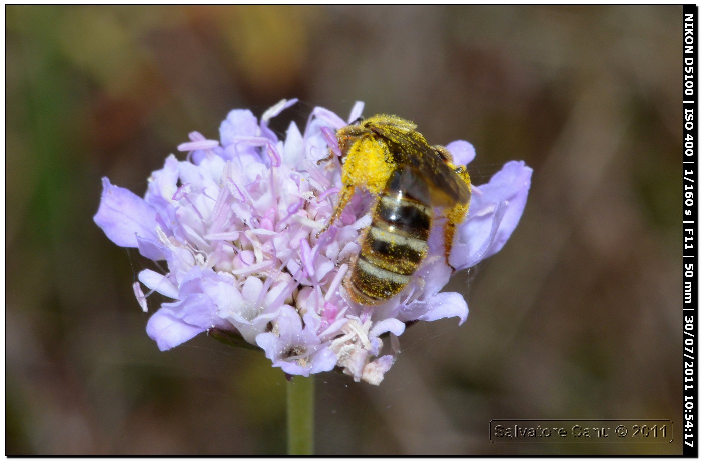 Apidae Halictinae