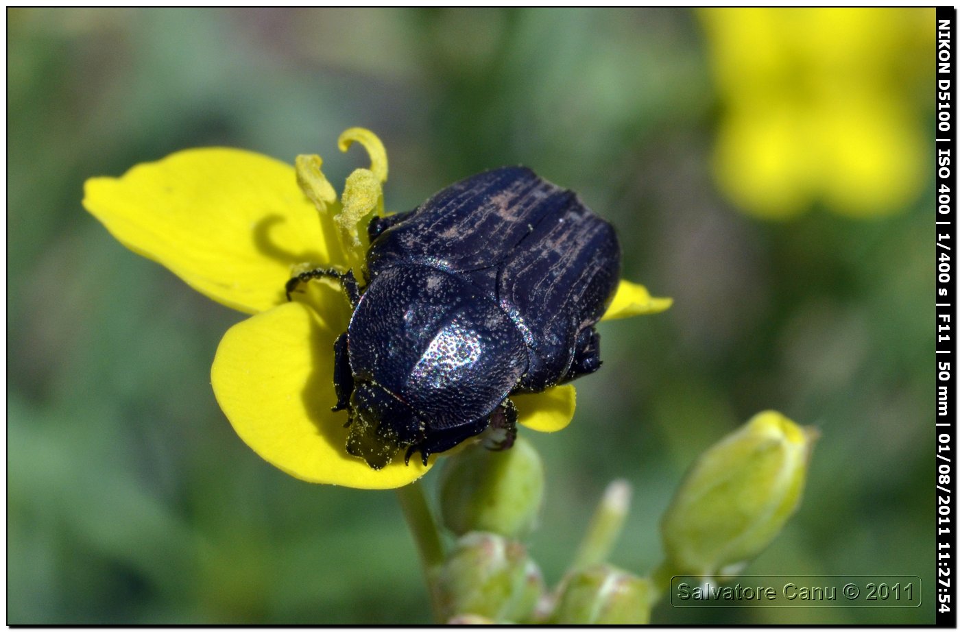 Tropinota o Oxythirea?