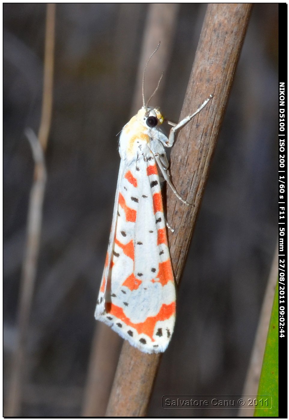 Arctiidae, Utetheisa pulchella