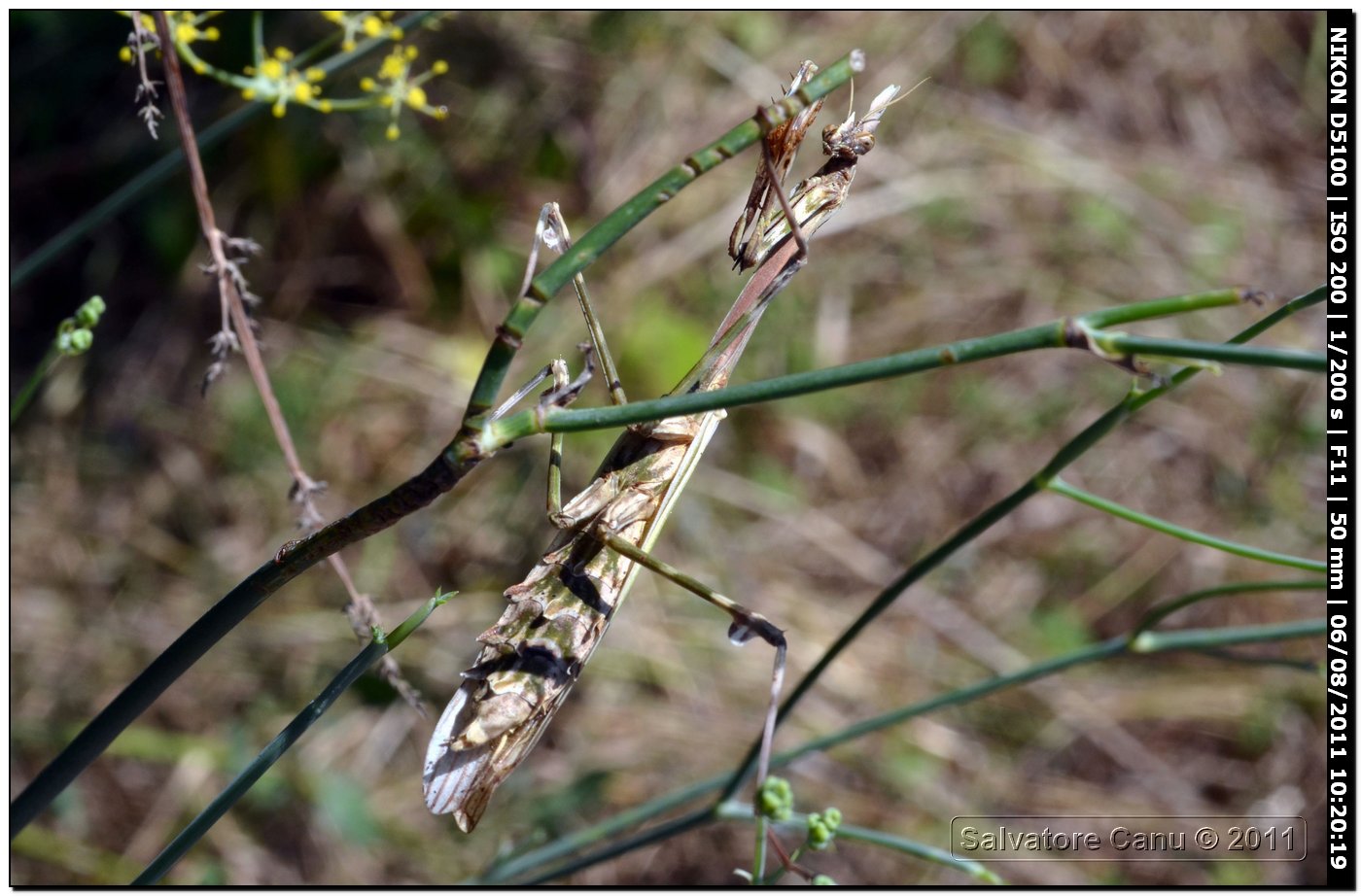 Empusa pennata ♀