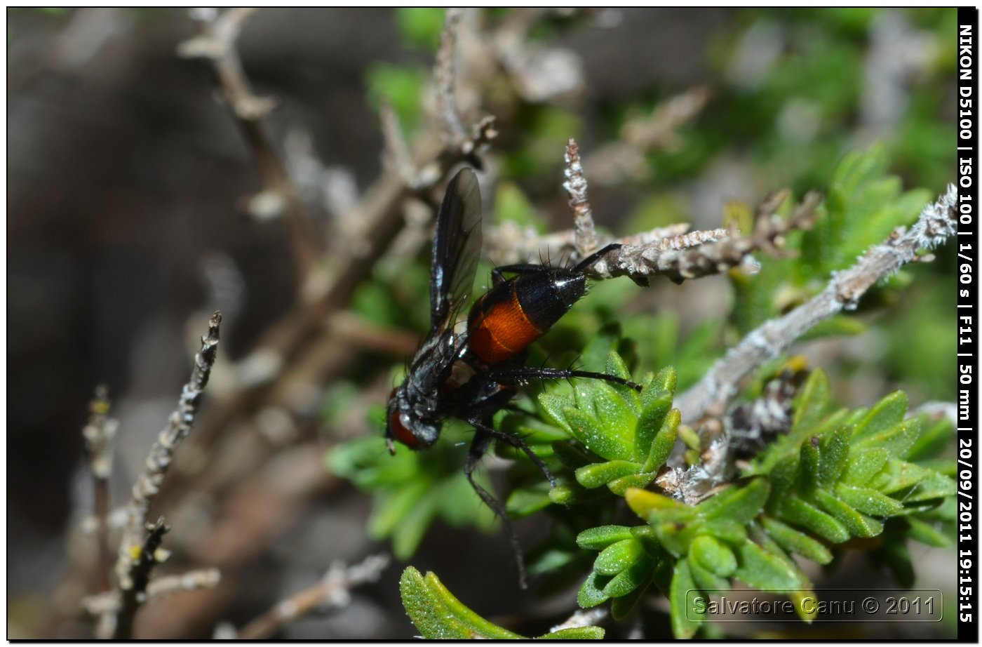 Tachinidae da id.