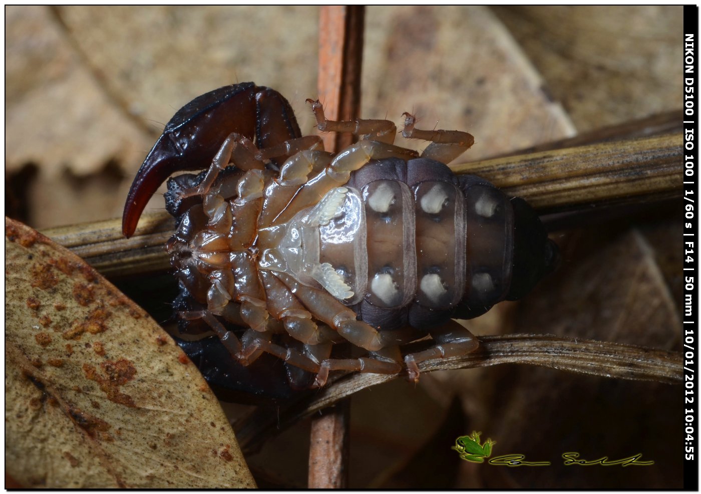 Euscorpius flavicaudis