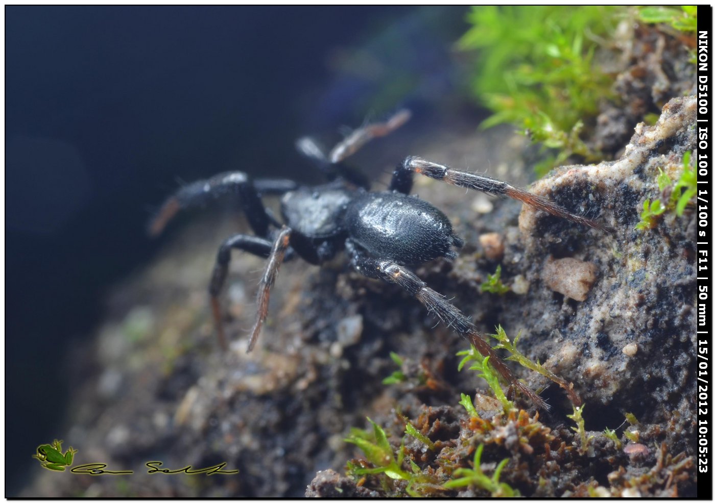 Gnaphosidae, cf. Setaphis carmeli