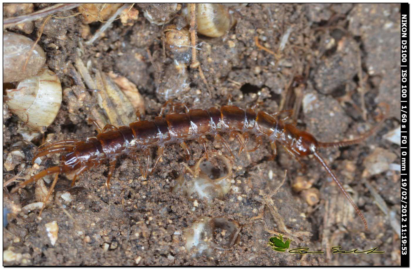 Chryptops sp. da Usini? No. Lithobius sp.