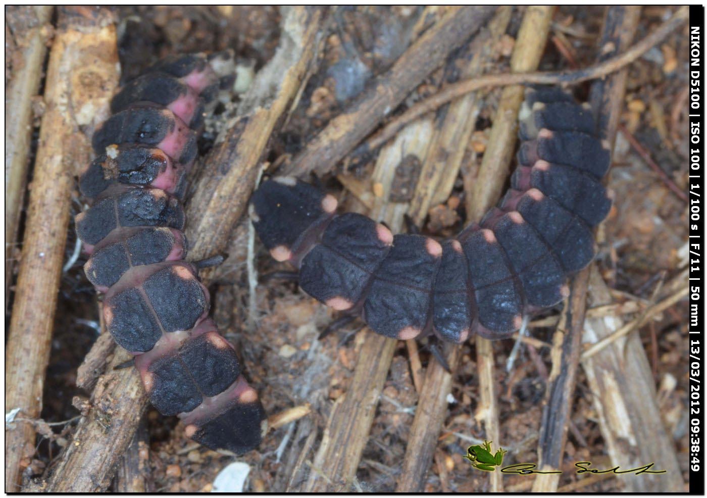 Larva di Lampyris sardiniae