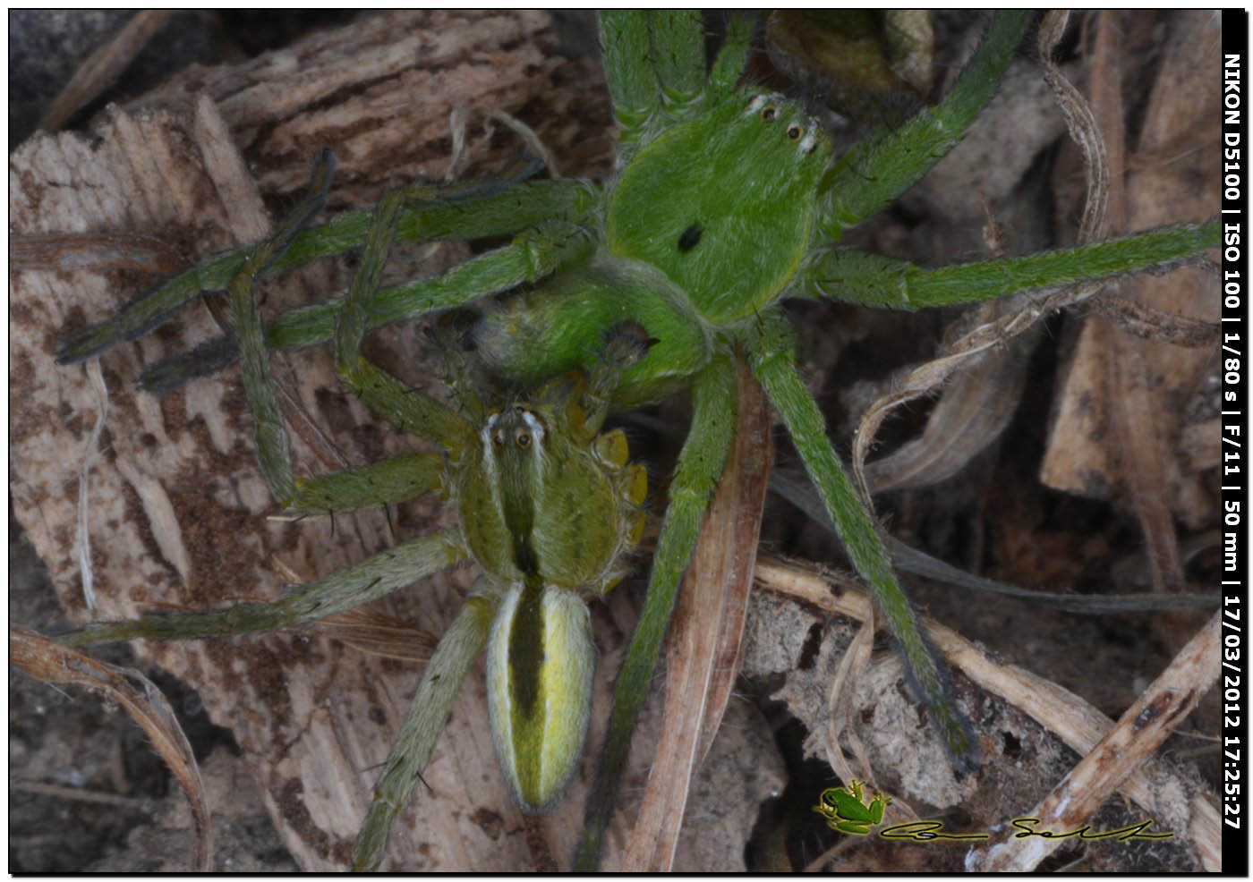 Micrommata ligurina ♂♀, da Usini