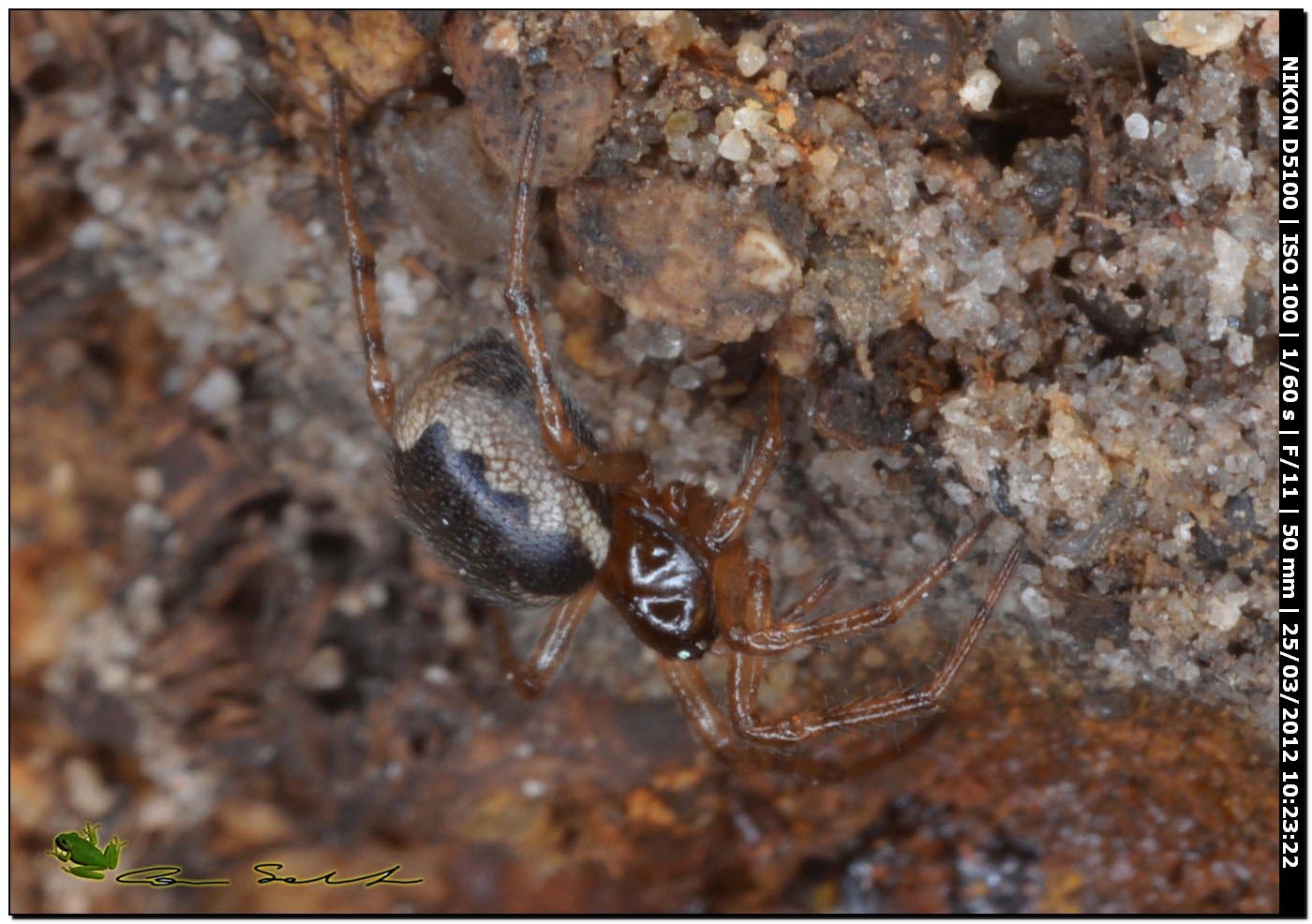 Enoplognatha sp. da Uri