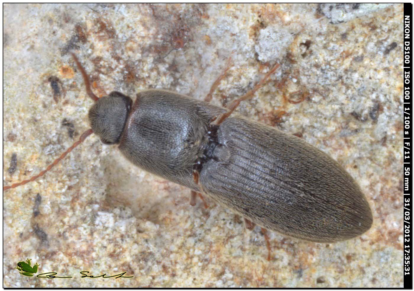 Elateridae da id.