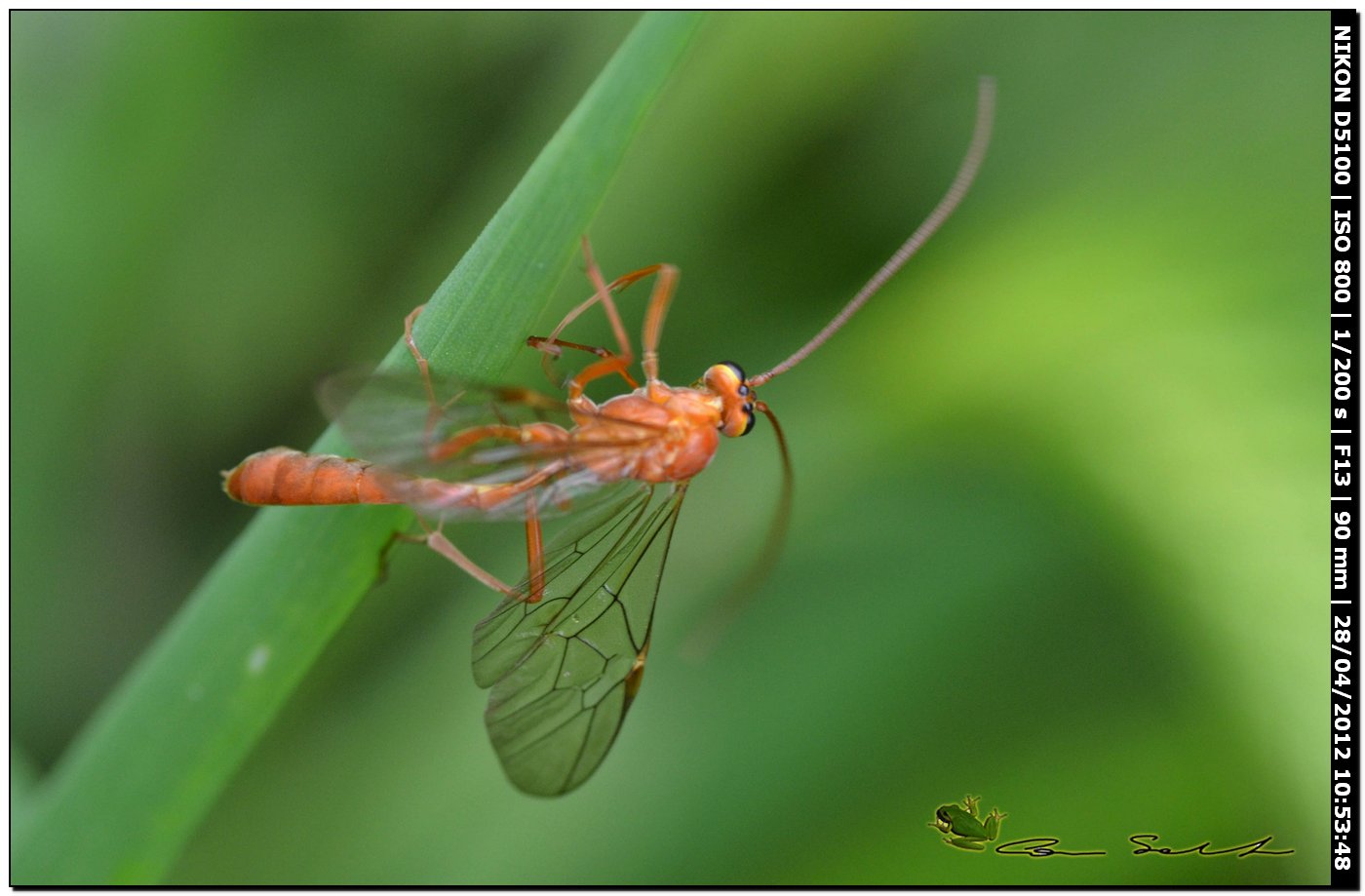 Enicospilus sp.,  Ichneumonidae