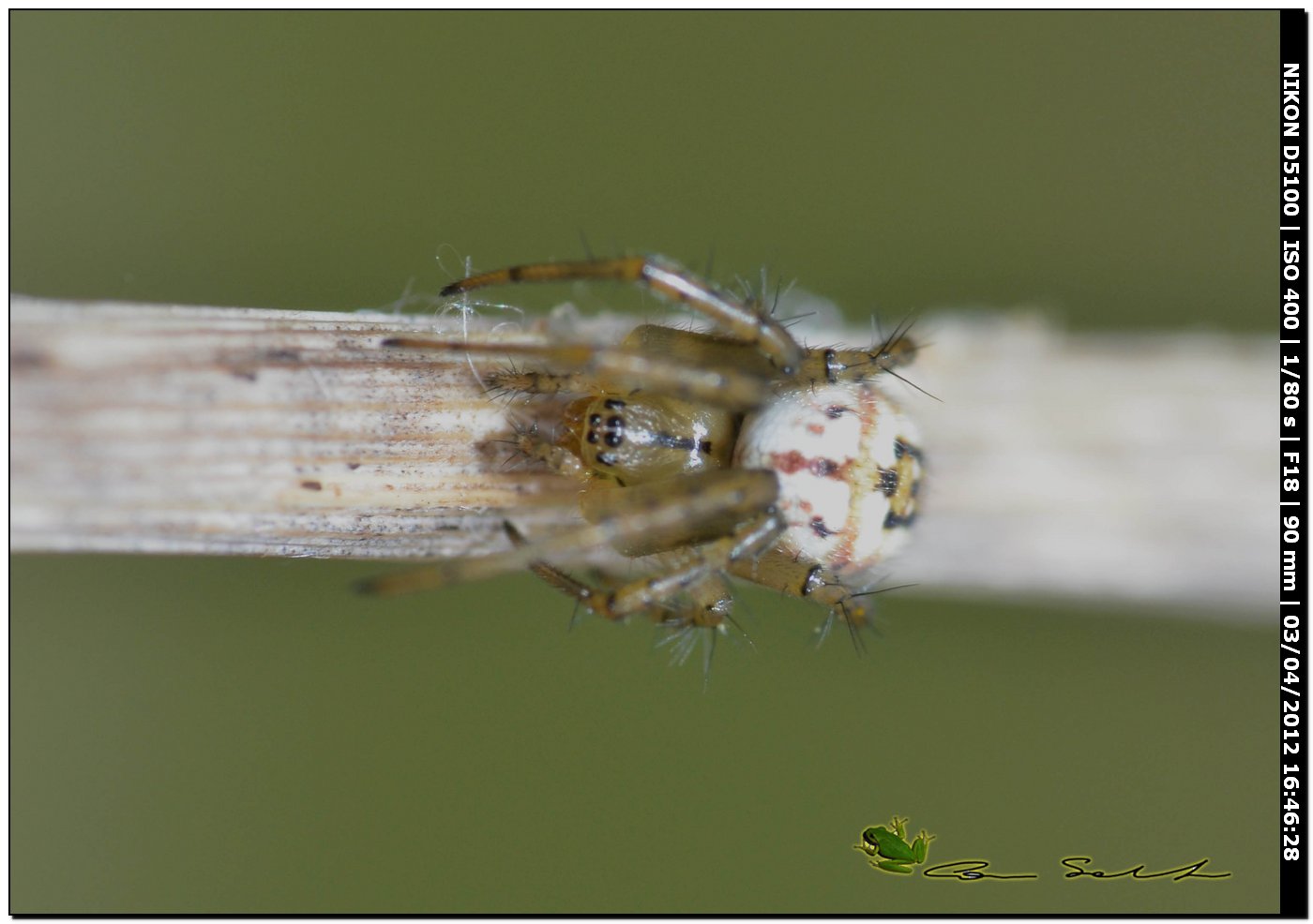 Mangora acalypha