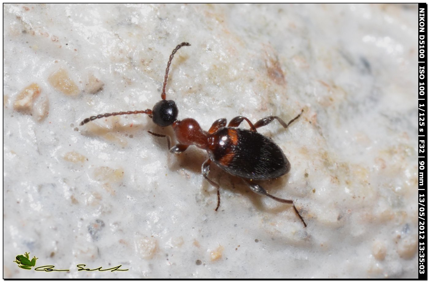 Formica? No.  Anthicidae: Anthelephila pedestris