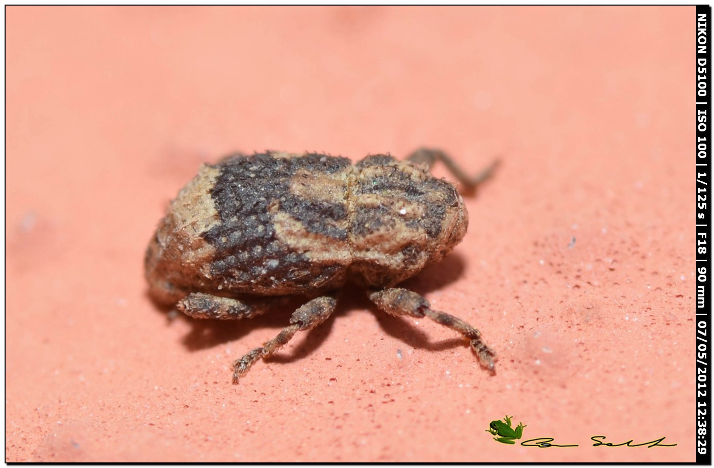 Mini Curculionidae: probabile Kyklioacalles sp.