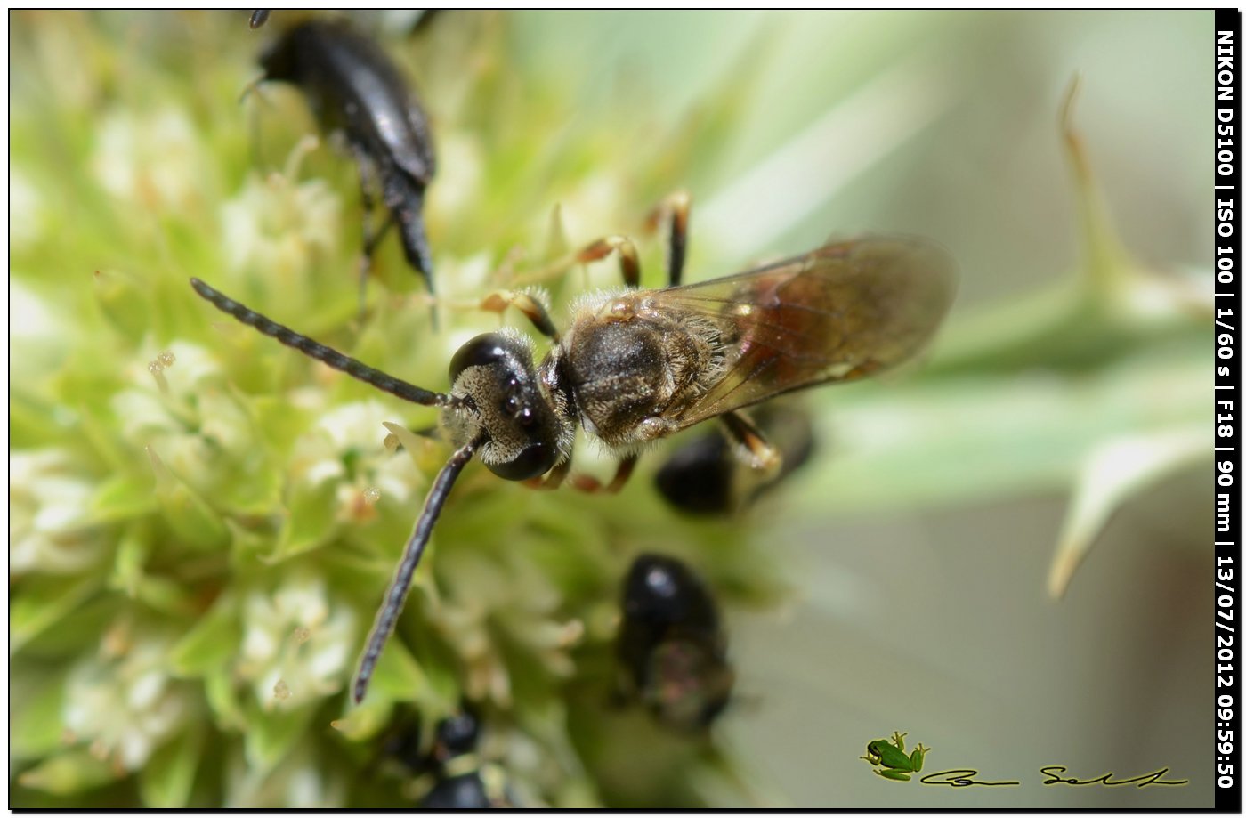 Mix (Hylaeus, Lasioglossum e coleotteri Mordellidae)