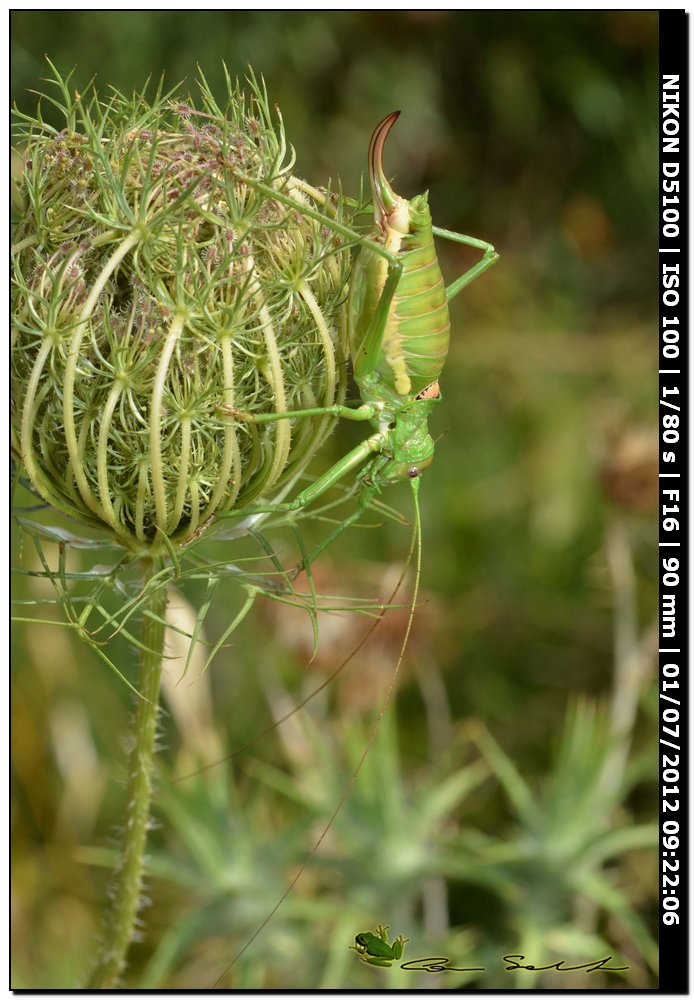 Uromenus (Bolivarius) brevicollis insularis ♂♀