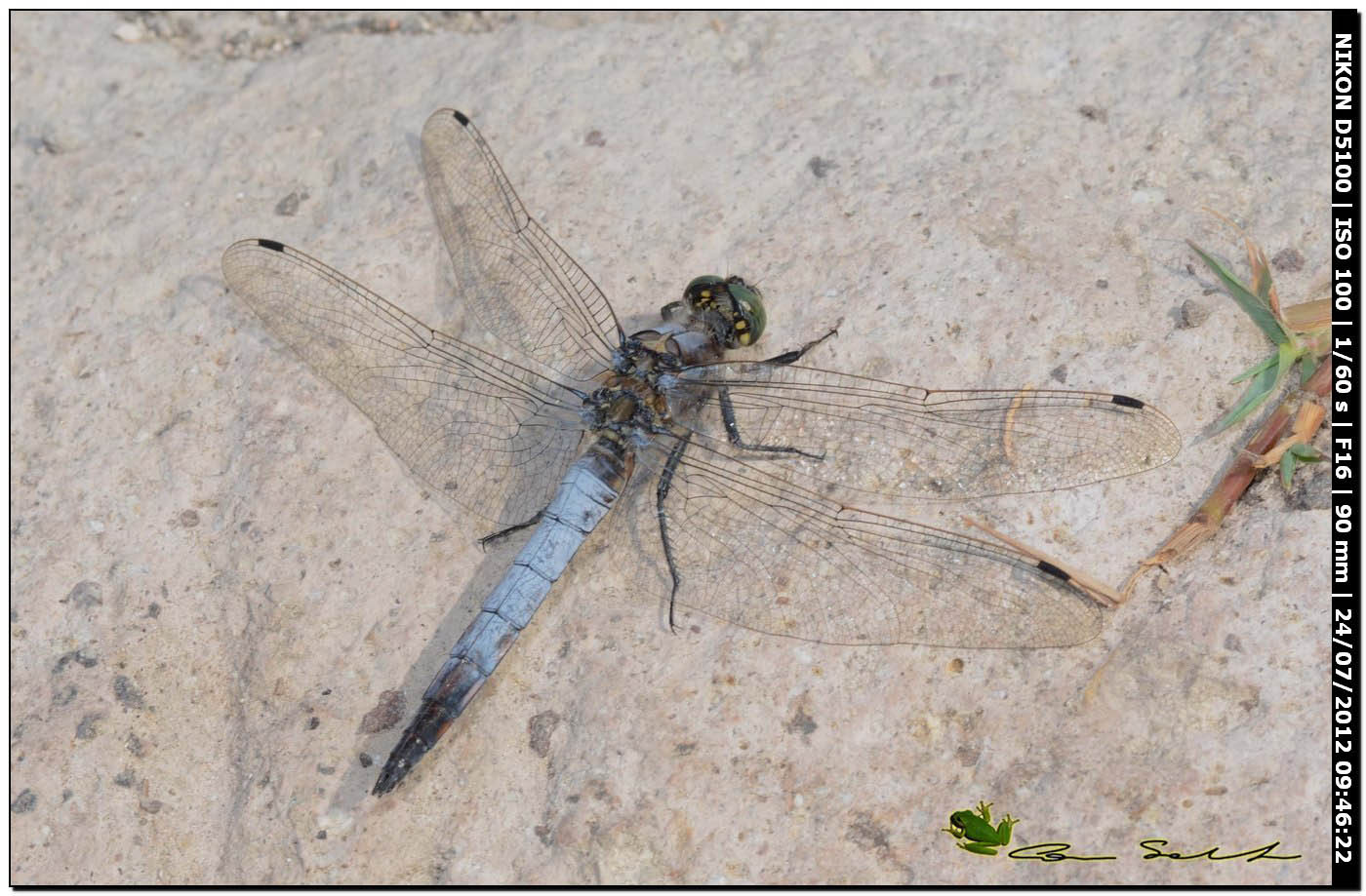 Orthetrum cancellatum ♂