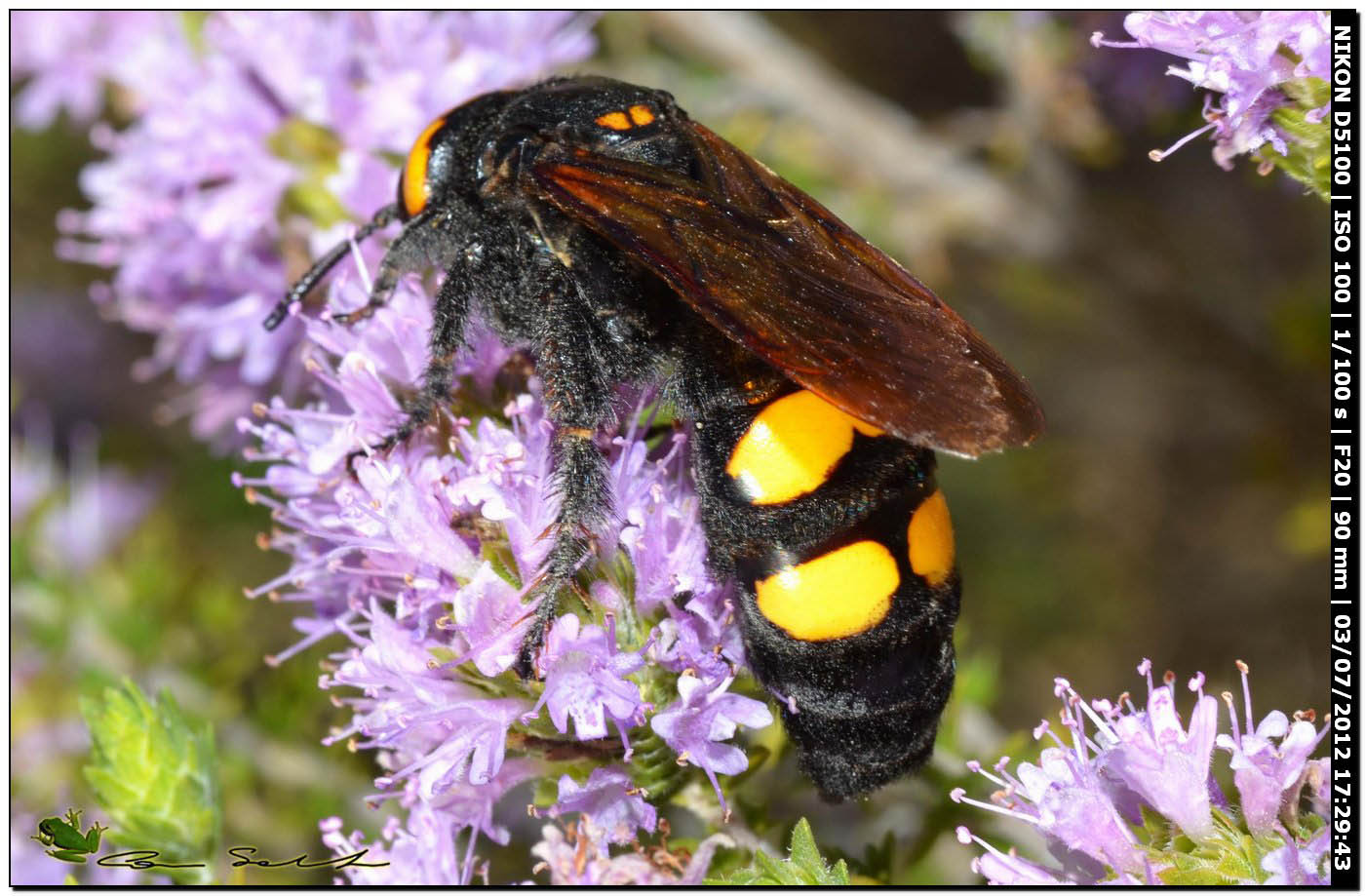 Megascolia flavifrons, Scoliidae