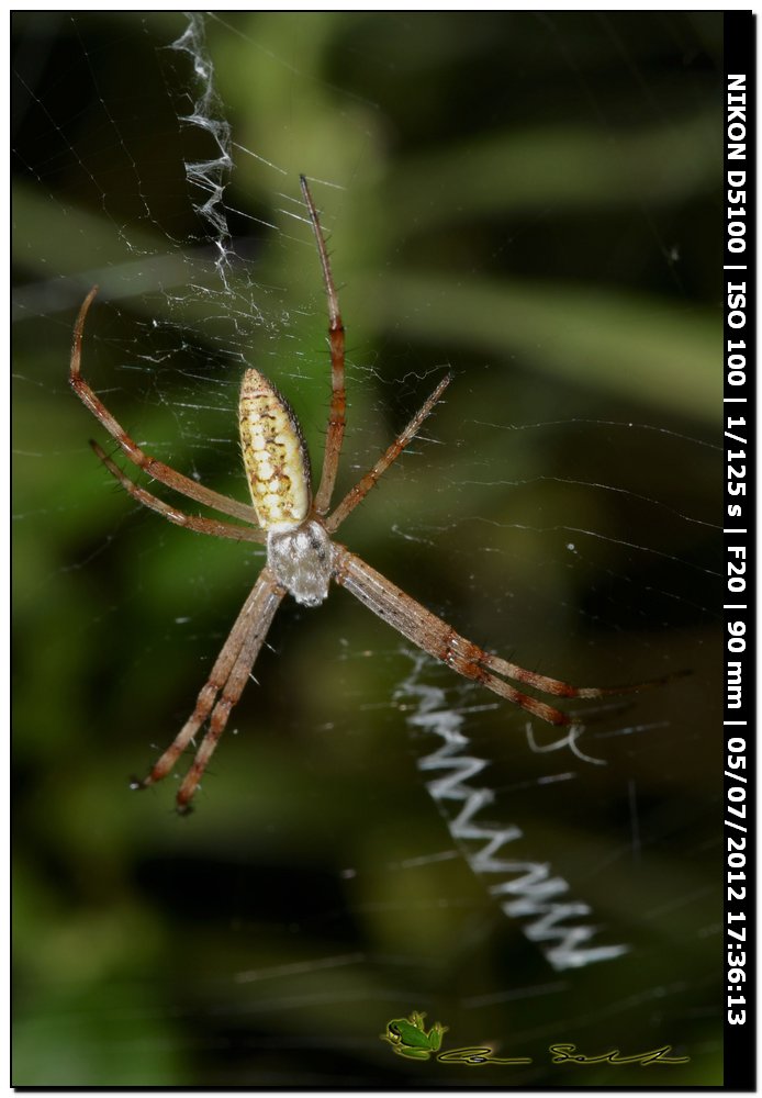 Argiope bruennichi